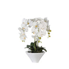White Orchids in White Ceramic Pot