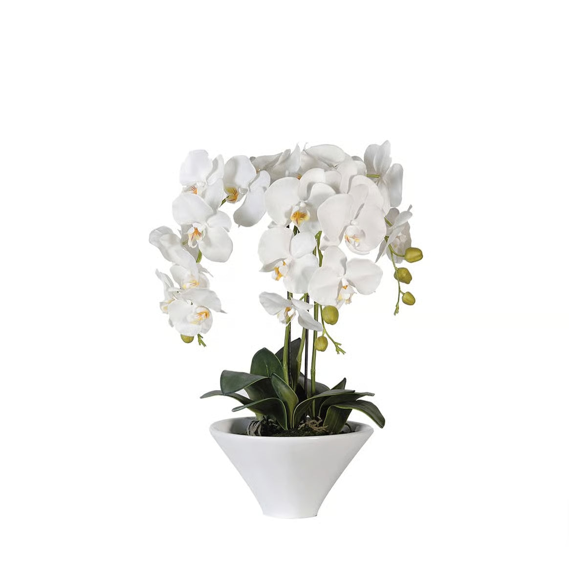 White Orchids in White Ceramic Pot