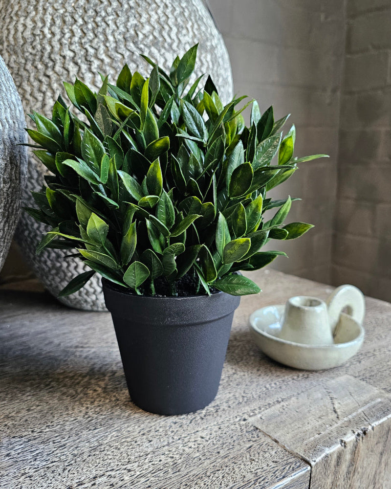 Bay Plant in Black Pot