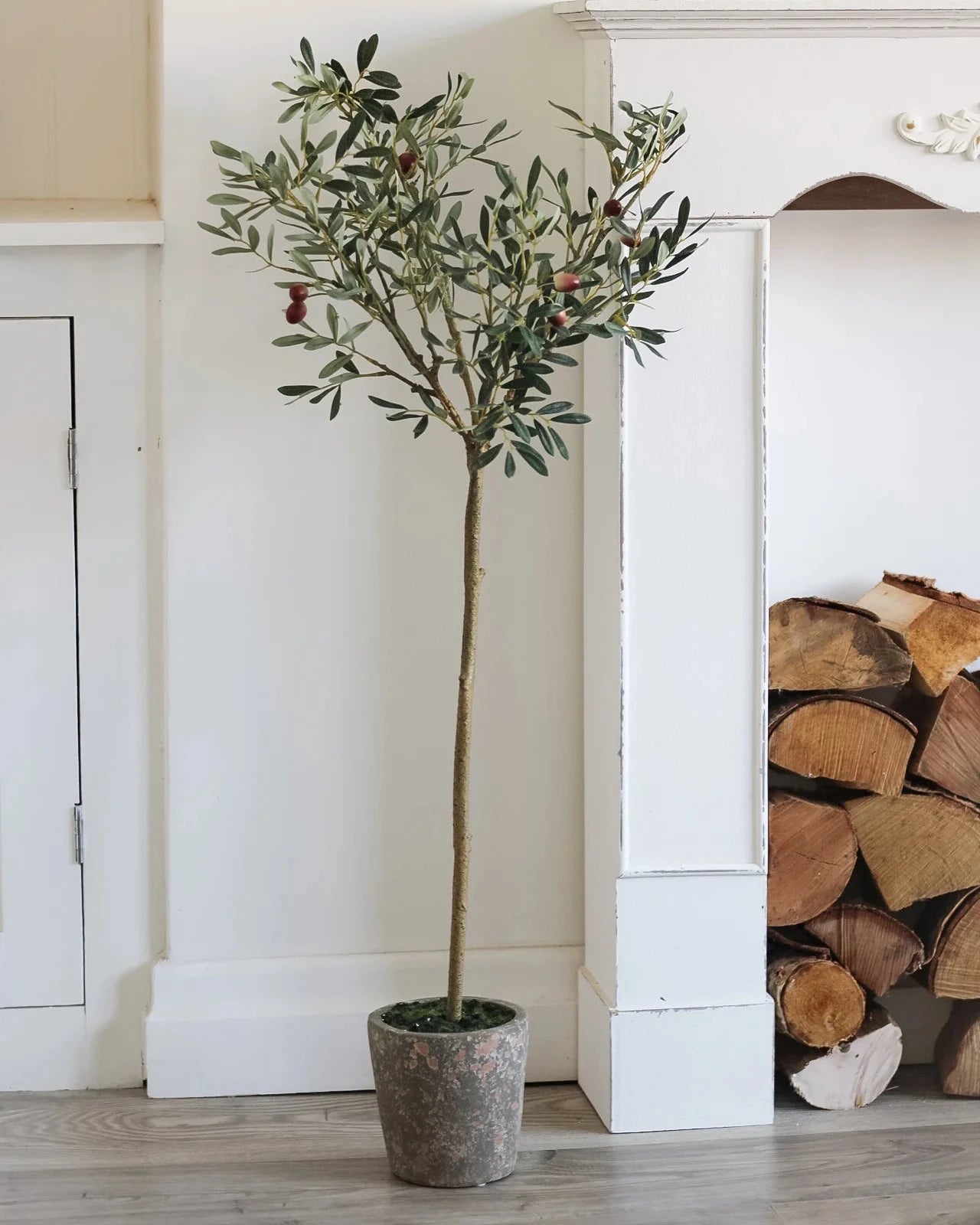 Natural Olive Tree in Garden Pot