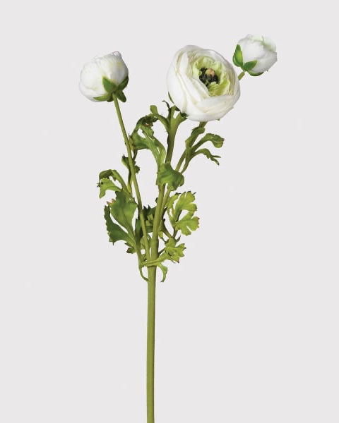 White Real Feel Ranunculus with Leaves