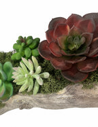 Succulent Planter