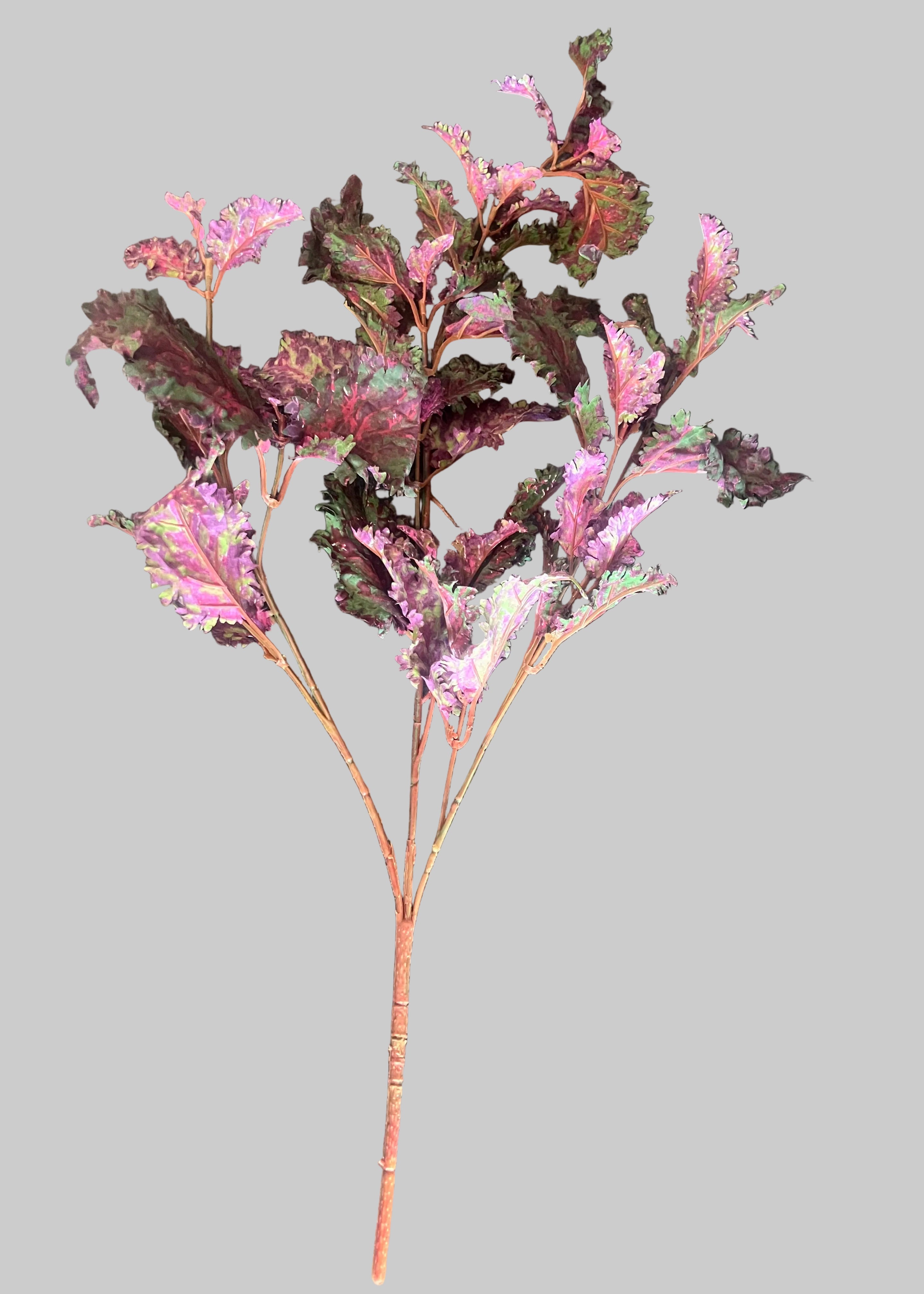 Green/ Purple Cabbage Leaf