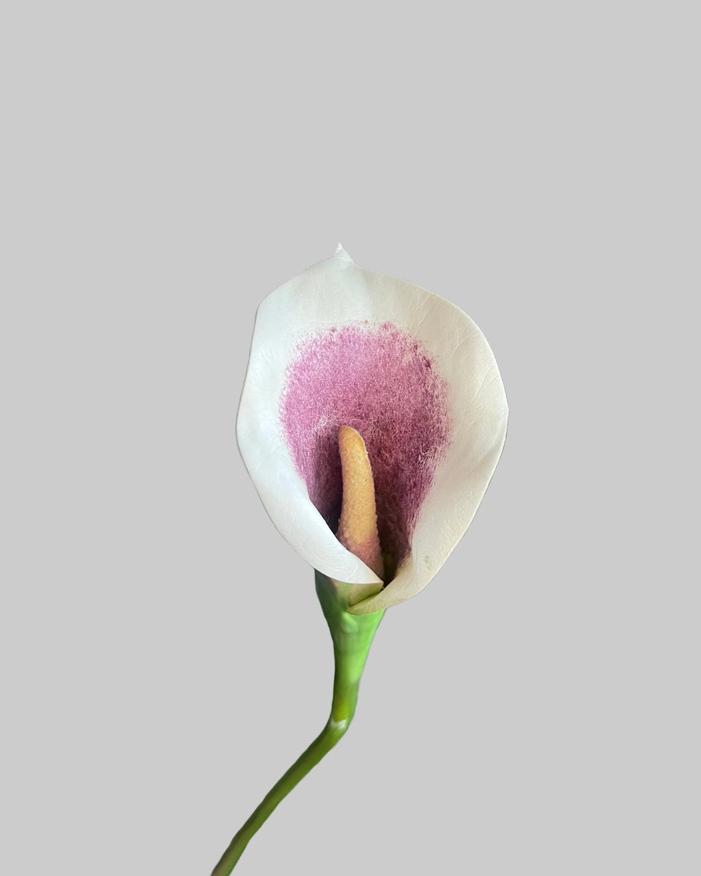 Mixed Colour Calla Lilly