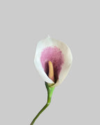 Mixed Colour Calla Lilly