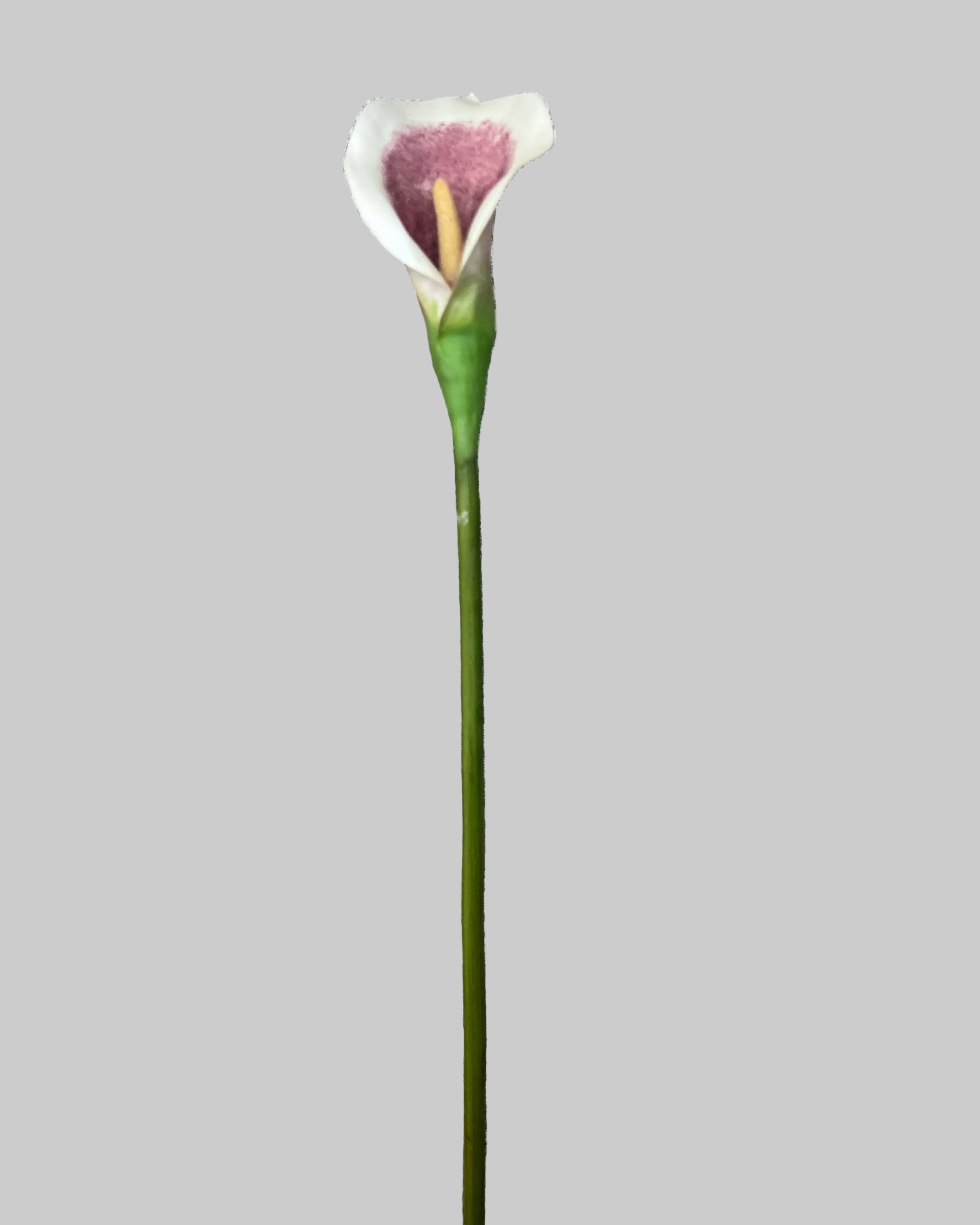 Mixed Colour Calla Lilly