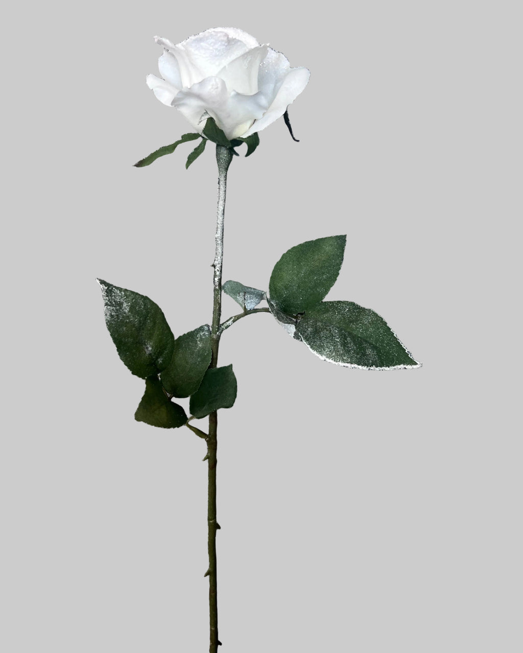White Rose Stem Was £7.95 Now
