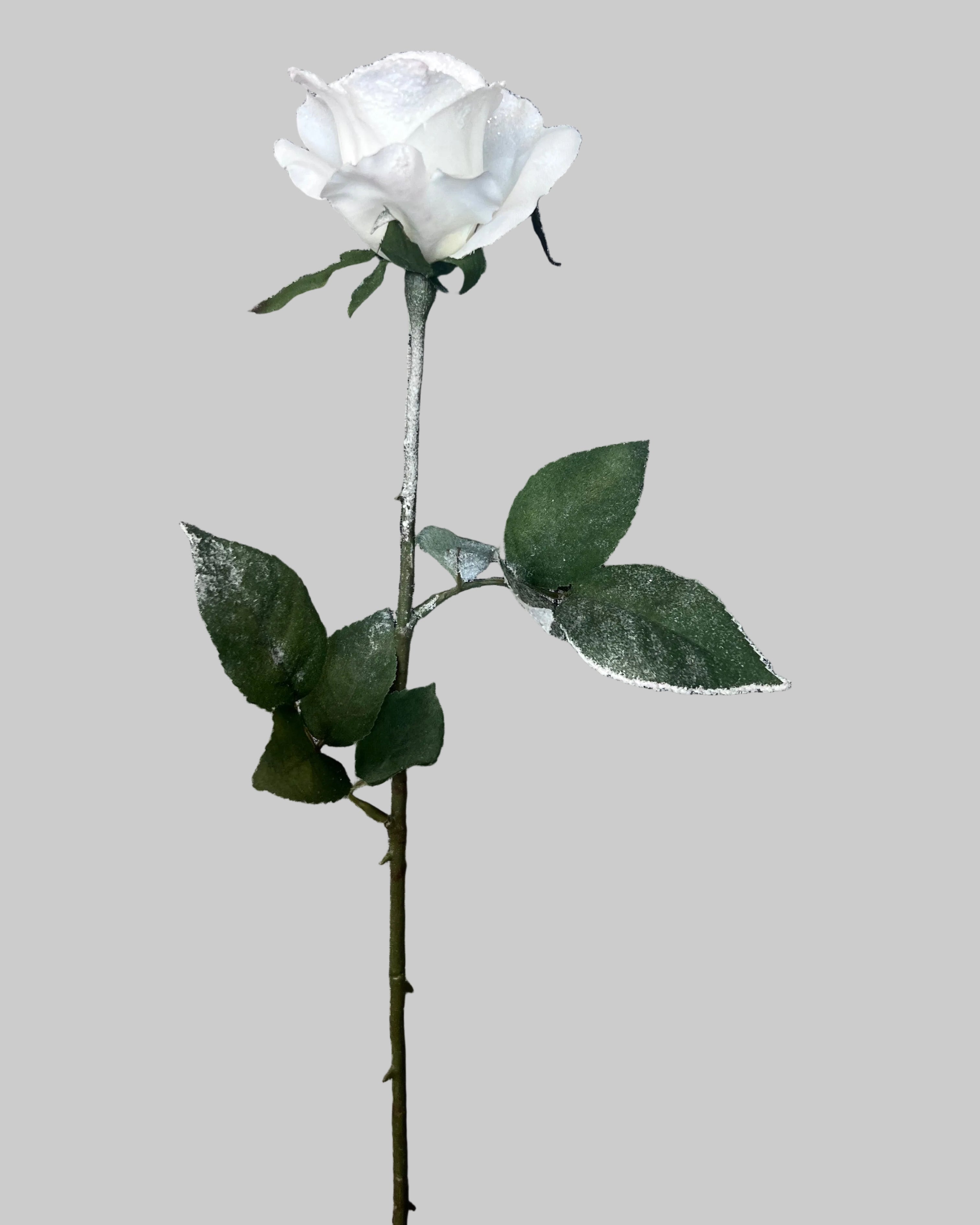 White Rose Stem Was £7.95 Now