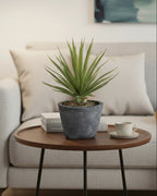 Spiked Air-plant in Grey Cement Pot