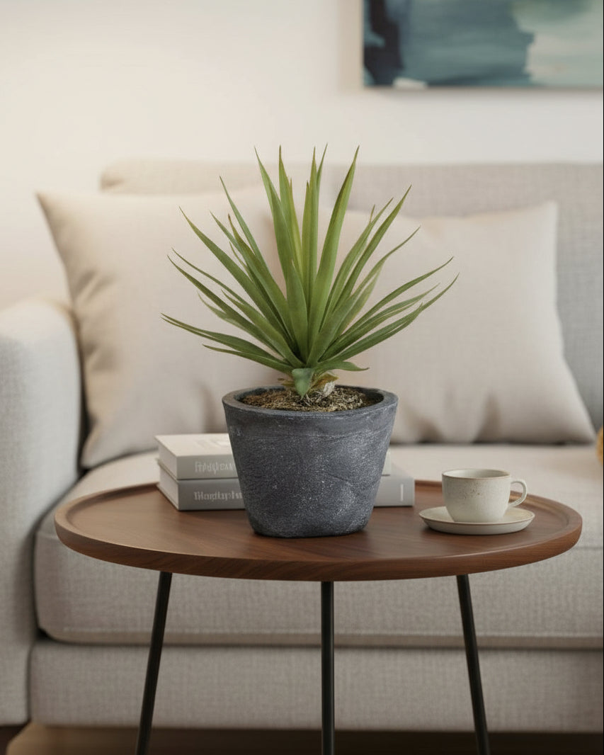 Spiked Air-plant in Grey Cement Pot