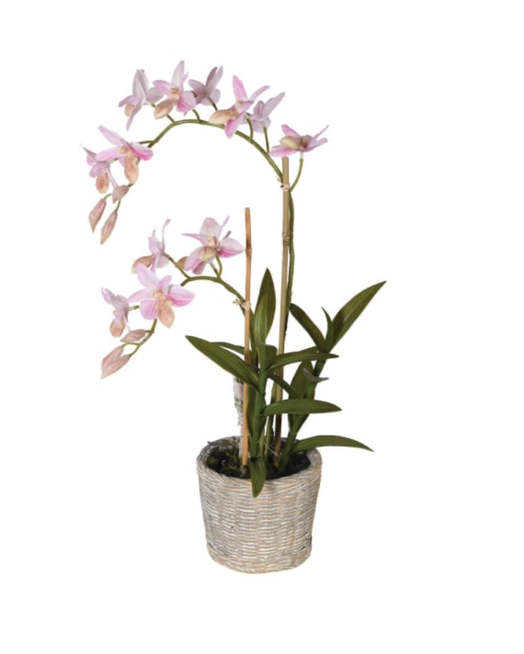 Real Feel Ophrys Plant in Pot