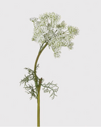 White Queen Anne's Lace