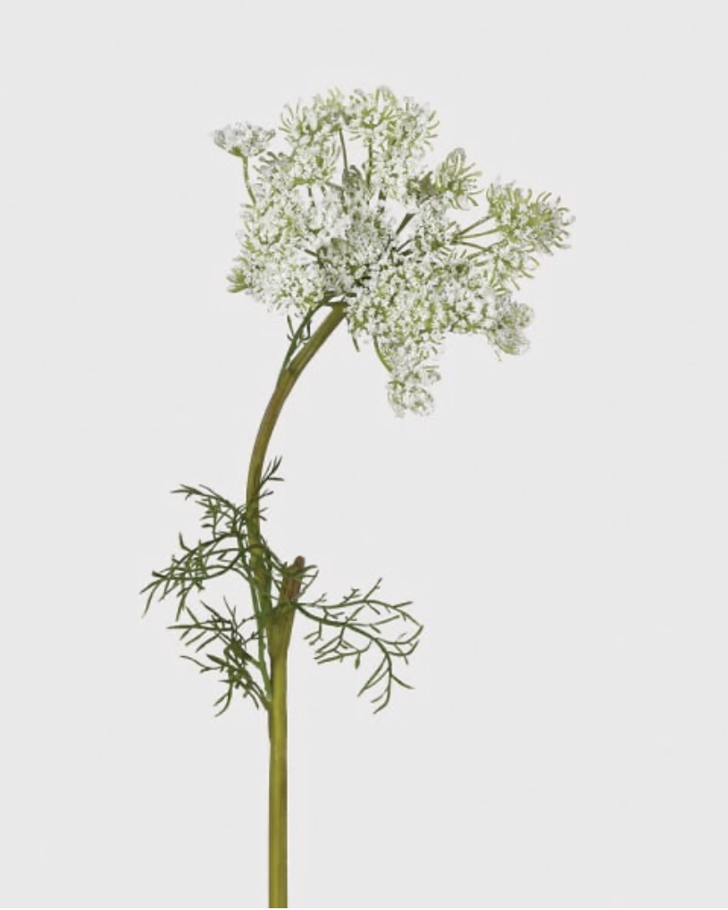 White Queen Anne's Lace