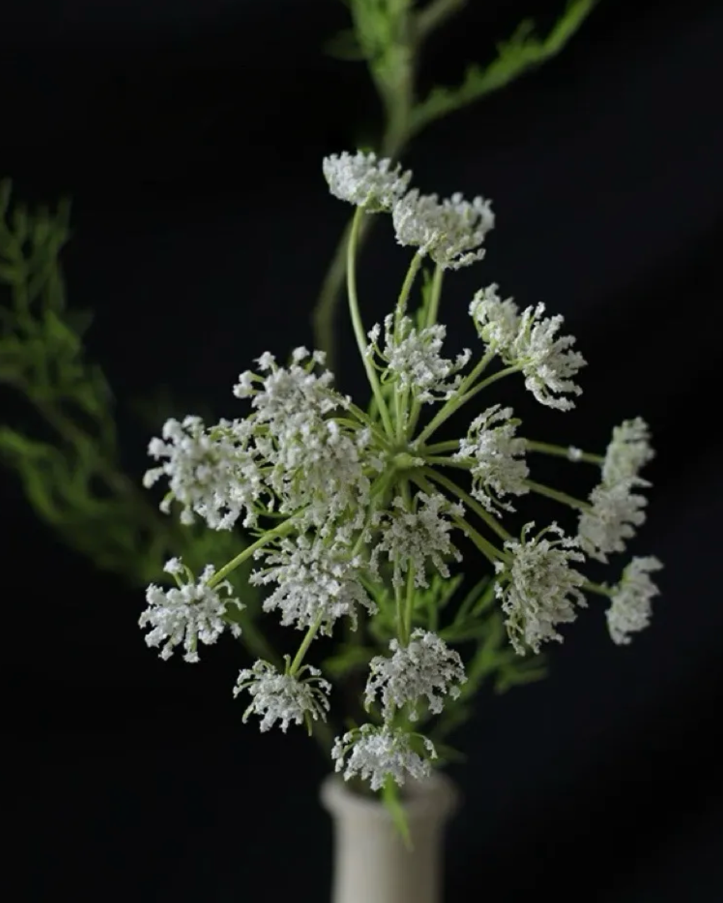 White Queen Anne's Lace