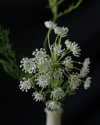 White Queen Anne's Lace