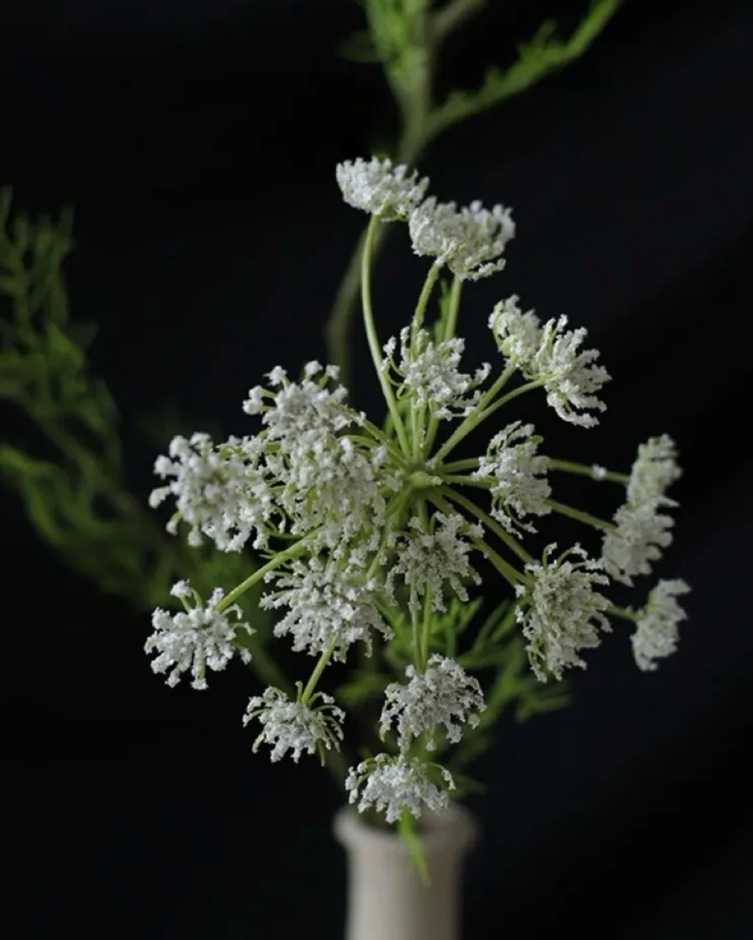 White Queen Anne's Lace