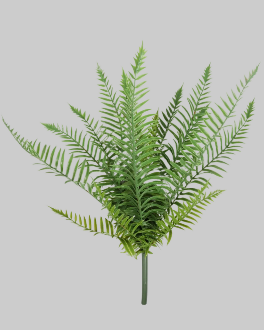 Long Stem Fern