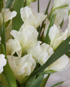 White Gladioli