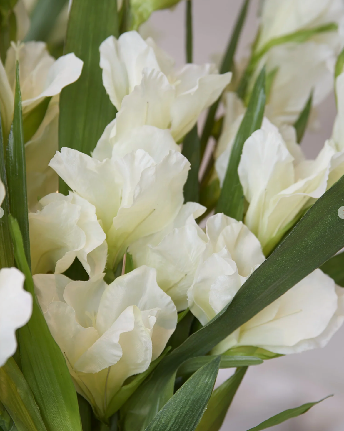 White Gladioli