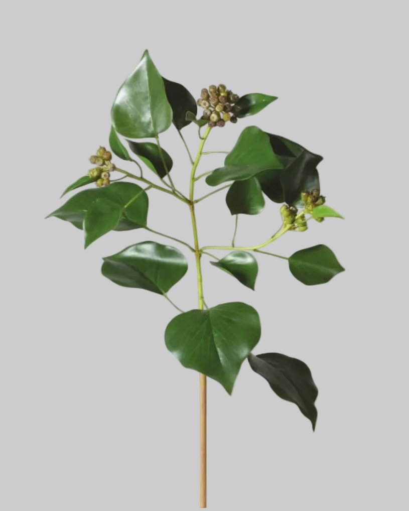 Natural Ivy Leaf With Seeds