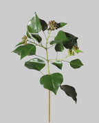 Natural Ivy Leaf With Seeds