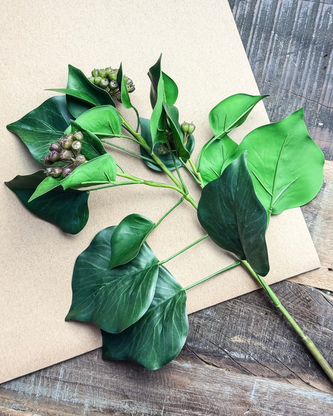 Natural Ivy Leaf With Seeds
