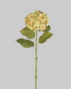 Pistachio Hydrangea with Leaves