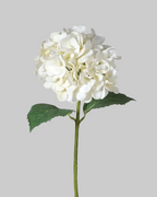 White 'Real Feel' Hydrangea