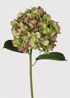 Real Feel Pistachio and Aubergine Hydrangea with Leaves