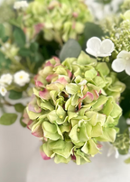 Real Feel Pistachio and Aubergine Hydrangea with Leaves