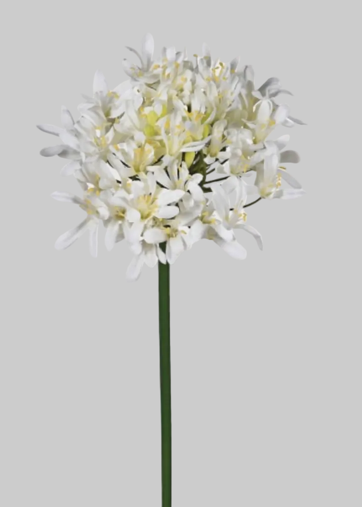 White Agapanthus Spray