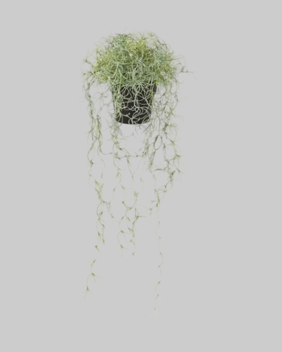 Spanish Moss Tillandsia Plant in Black Plastic Pot