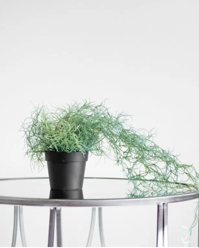 Spanish Moss Tillandsia Plant in Black Plastic Pot