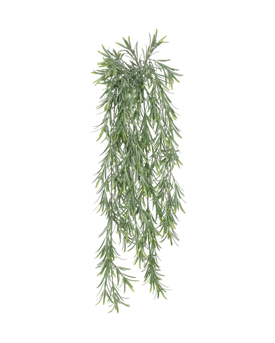 Trailing Rosemary Stem