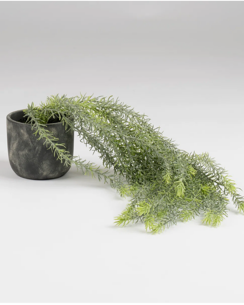 Trailing Rosemary Stem