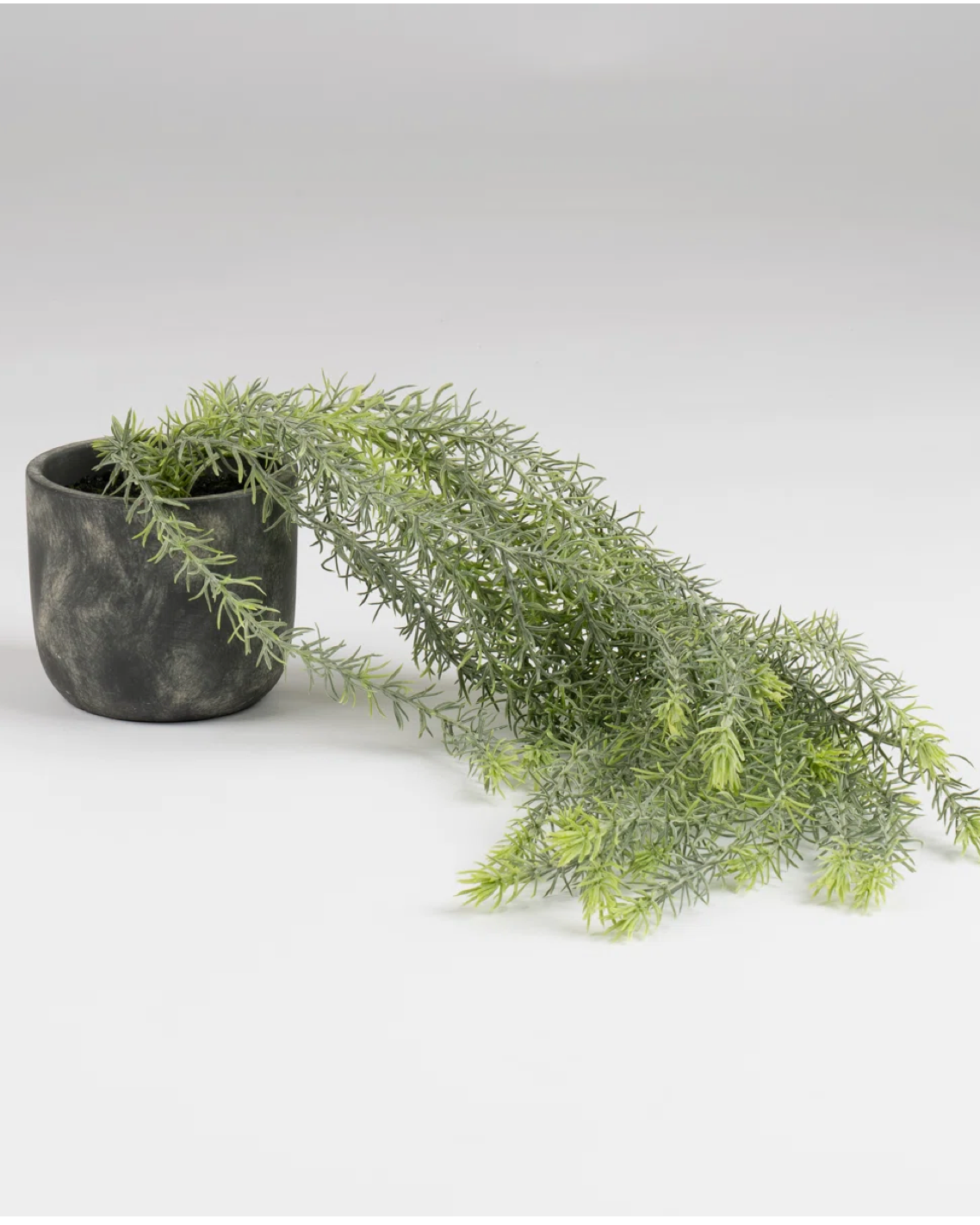 Trailing Rosemary Stem