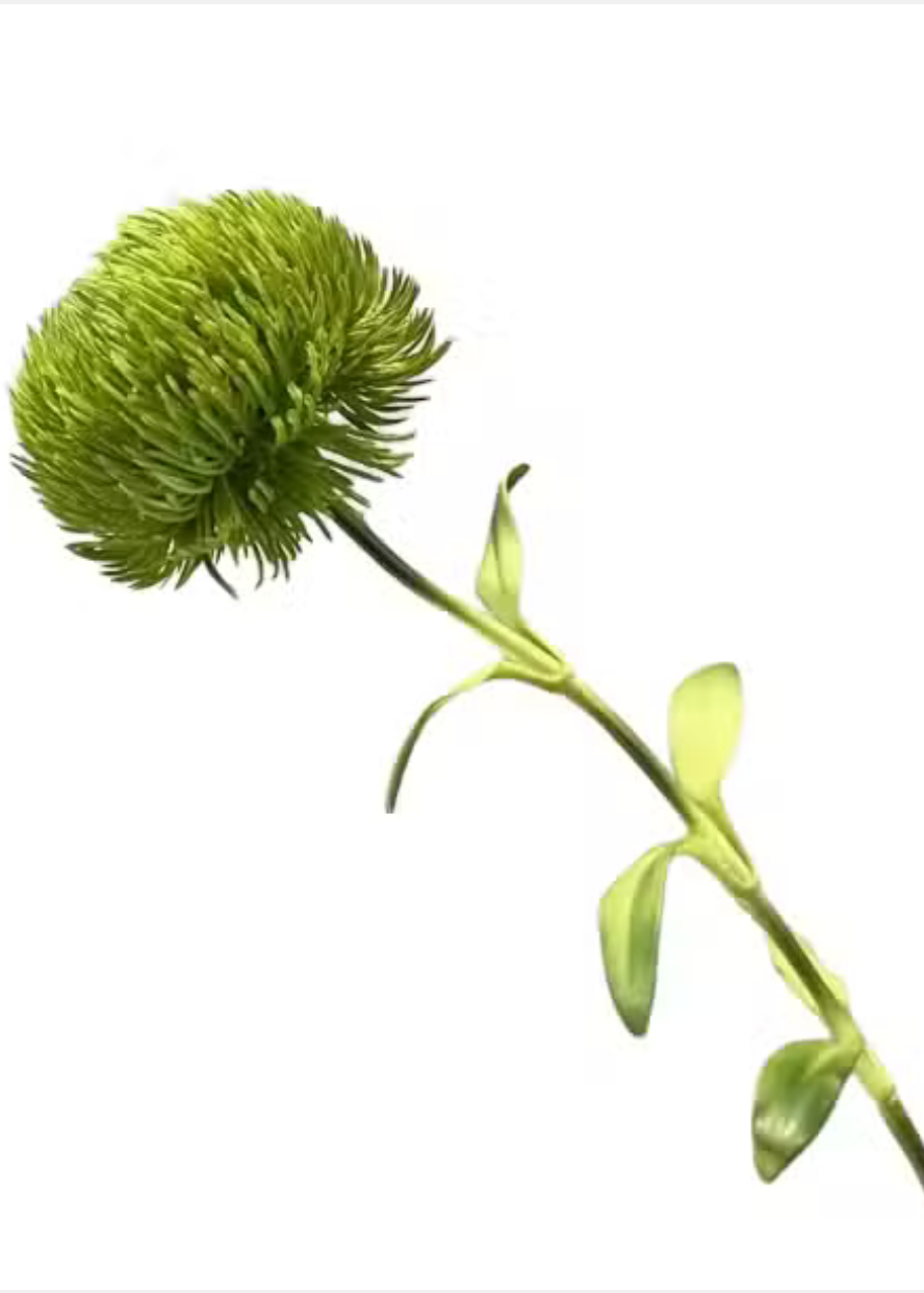Dianthus Barbatus Green Ball