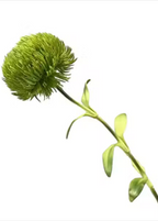 Dianthus Barbatus Green Ball