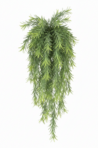 Trailing Rosemary Stem