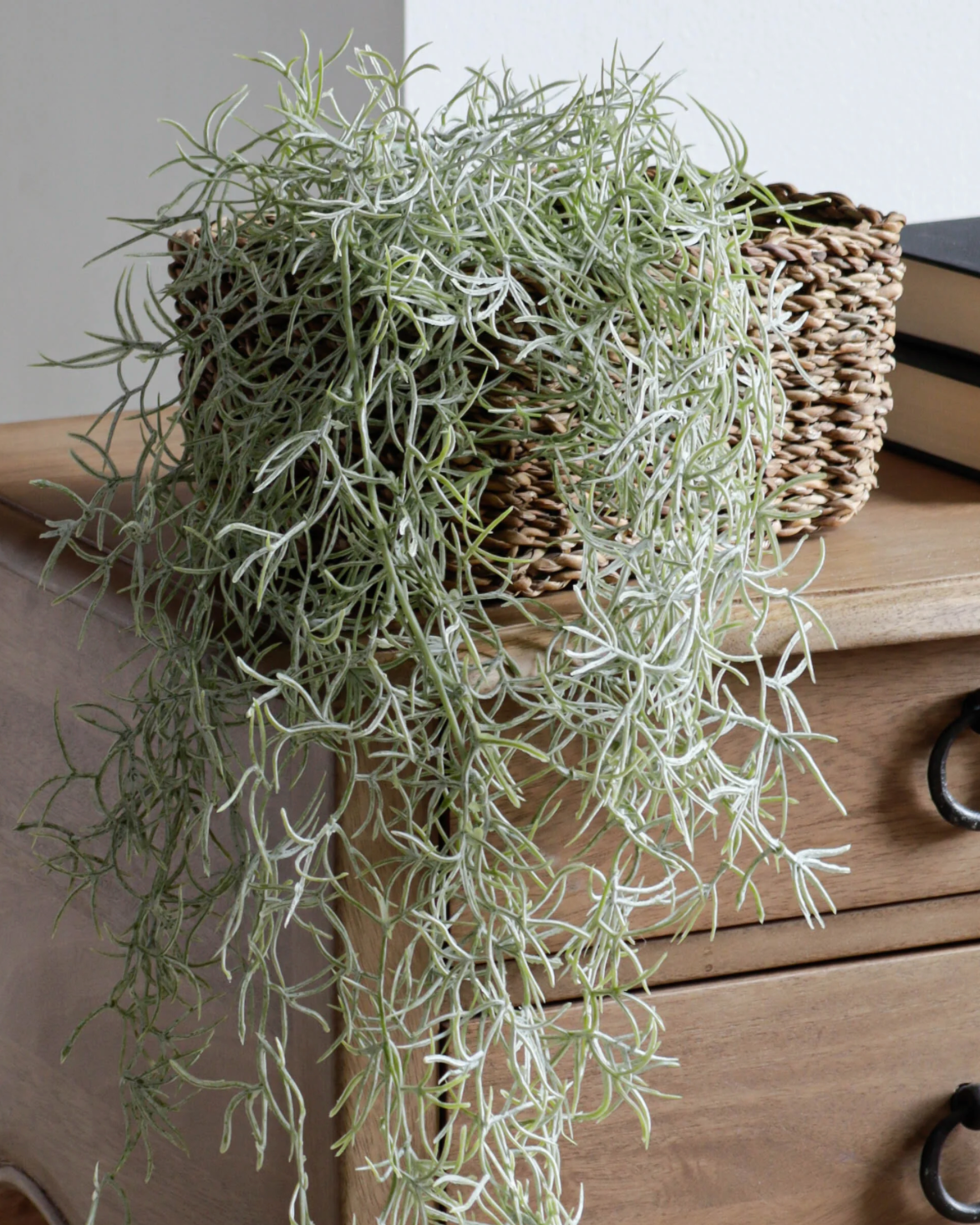 Trailing Spanish Moss