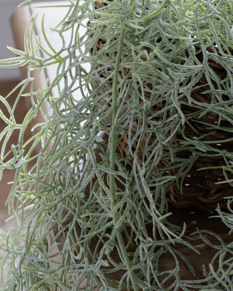 Trailing Spanish Moss