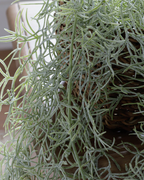 Trailing Spanish Moss