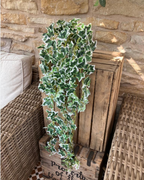Trailing Variegated Ivy