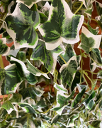 Trailing Variegated Ivy