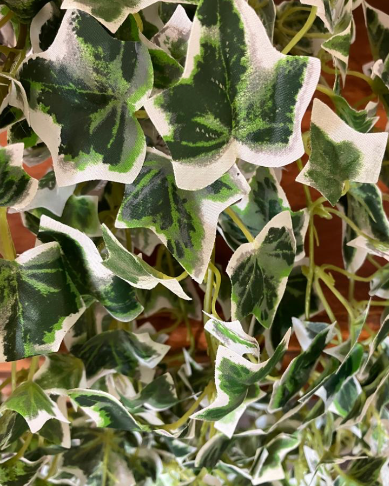 Trailing Variegated Ivy