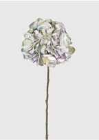 Pale Lavender Hydrangea