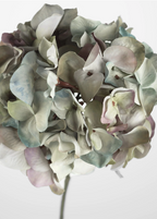 Pale Lavender Hydrangea