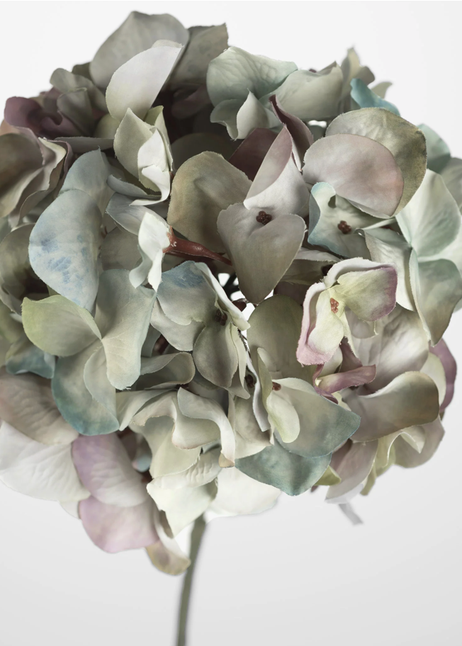 Pale Lavender Hydrangea