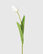 White Open Tulip