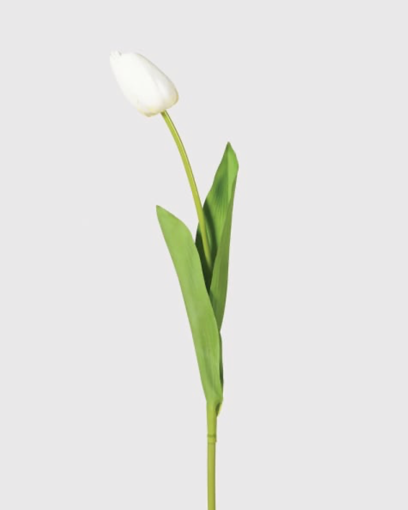 White Open Tulip